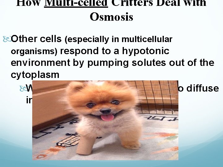 How Multi-celled Critters Deal with Osmosis Other cells (especially in multicellular organisms) respond to