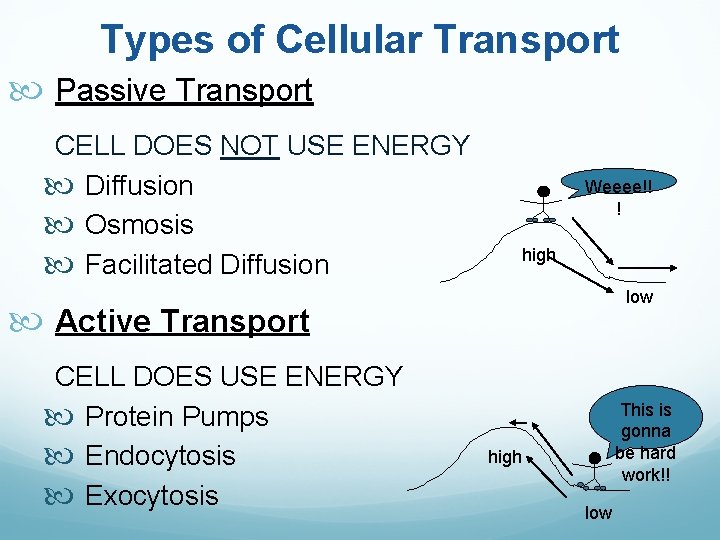 Types of Cellular Transport Passive Transport CELL DOES NOT USE ENERGY Diffusion Osmosis Facilitated