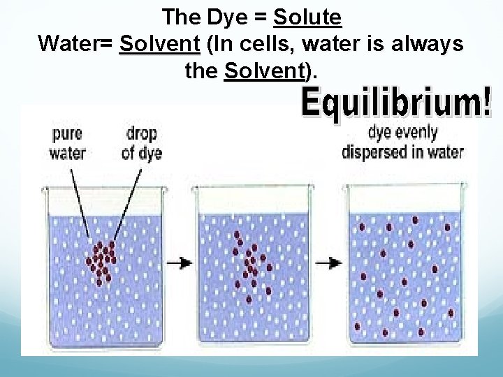 The Dye = Solute Water= Solvent (In cells, water is always the Solvent). 