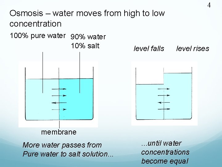 4 Osmosis – water moves from high to low concentration 100% pure water 90%