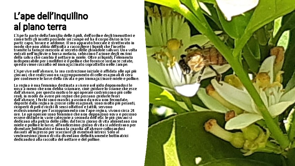 L’ape dell’inquilino al piano terra L’Ape fa parte della famiglia delle Apidi, dell’ordine degli