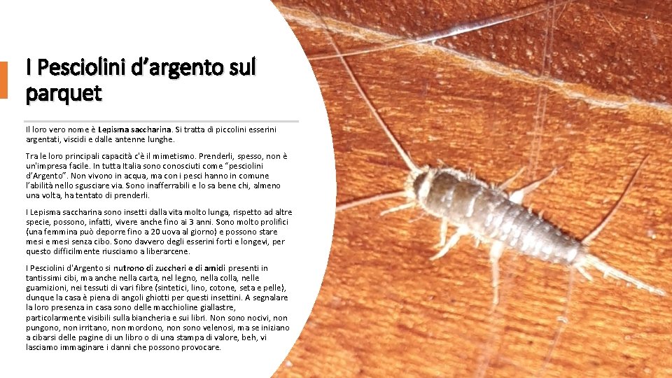 I Pesciolini d’argento sul parquet Il loro vero nome è Lepisma saccharina. Si tratta