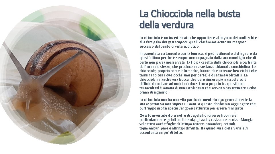 La Chiocciola nella busta della verdura La chiocciola è un invertebrato che appartiene al