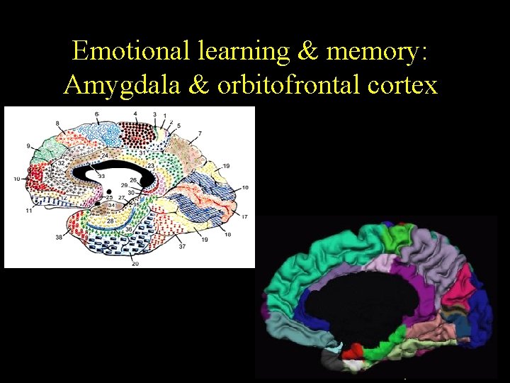 Emotional learning & memory: Amygdala & orbitofrontal cortex Poldrack R, Nature 2001 