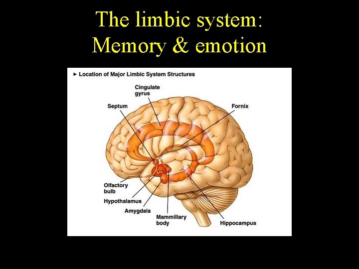 The limbic system: Memory & emotion 