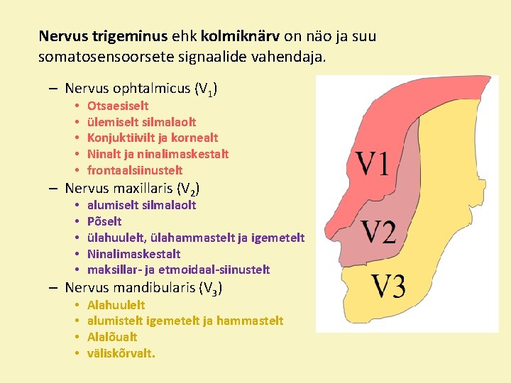 Nervus trigeminus ehk kolmiknärv on näo ja suu somatosensoorsete signaalide vahendaja. – Nervus ophtalmicus