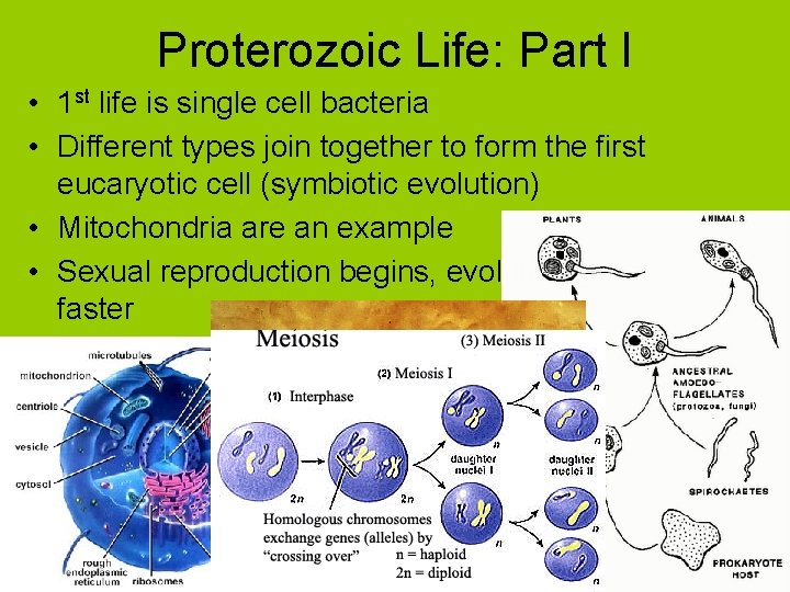 Proterozoic Life: Part I • 1 st life is single cell bacteria • Different