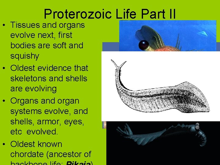 Proterozoic Life Part II • Tissues and organs evolve next, first bodies are soft