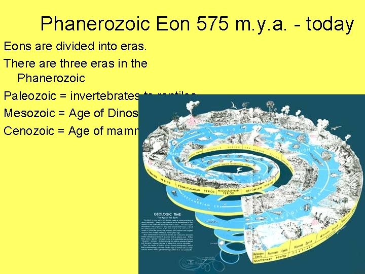 Phanerozoic Eon 575 m. y. a. - today Eons are divided into eras. There