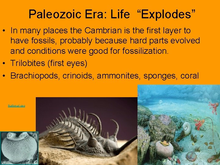 Paleozoic Era: Life “Explodes” • In many places the Cambrian is the first layer