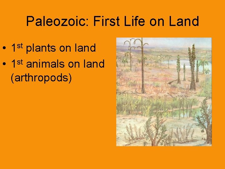 Paleozoic: First Life on Land • 1 st plants on land • 1 st