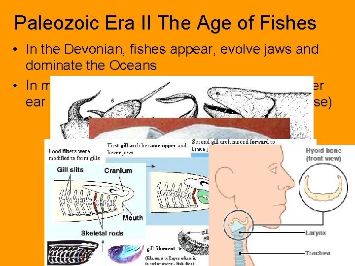 Paleozoic Era II The Age of Fishes • In the Devonian, fishes appear, evolve