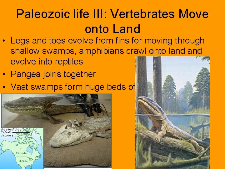 Paleozoic life III: Vertebrates Move onto Land • Legs and toes evolve from fins