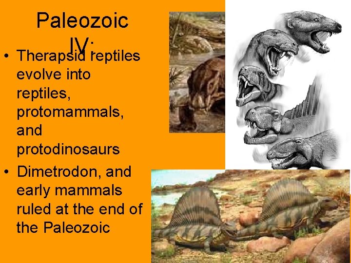  • Paleozoic IV: Therapsid reptiles evolve into reptiles, protomammals, and protodinosaurs • Dimetrodon,