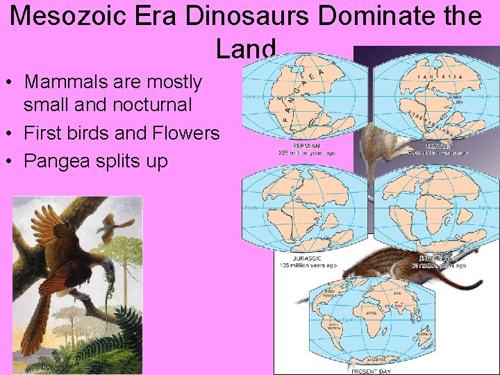 Mesozoic Era Dinosaurs Dominate the Land • Mammals are mostly small and nocturnal •