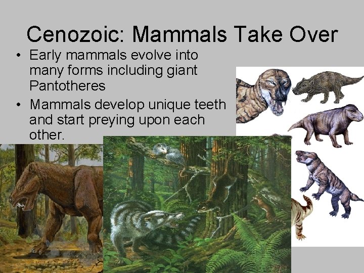 Cenozoic: Mammals Take Over • Early mammals evolve into many forms including giant Pantotheres