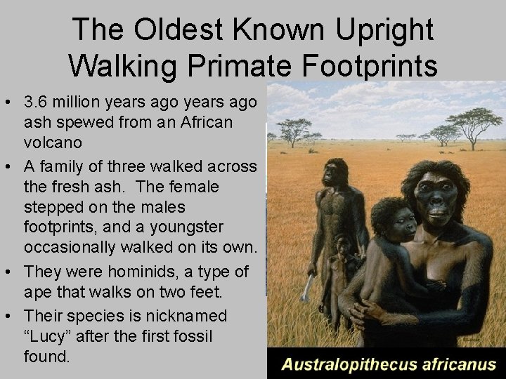 The Oldest Known Upright Walking Primate Footprints • 3. 6 million years ago ash