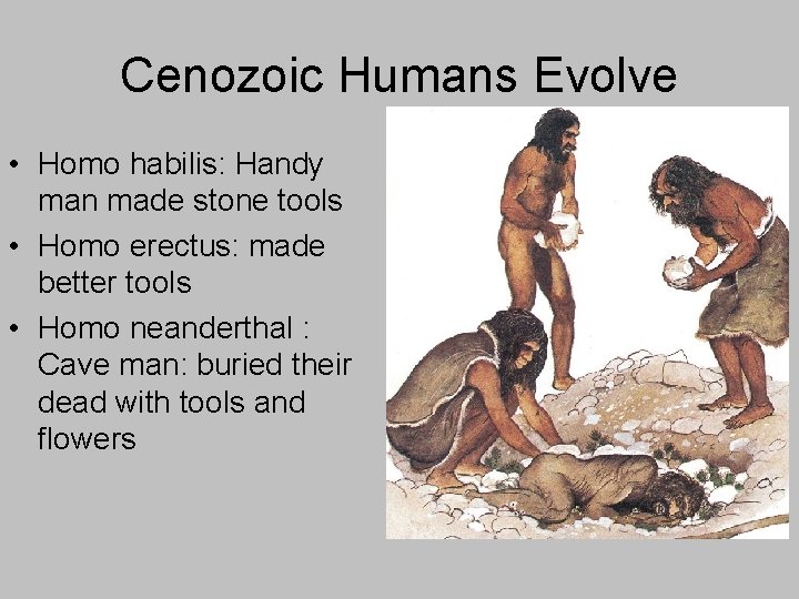 Cenozoic Humans Evolve • Homo habilis: Handy man made stone tools • Homo erectus: