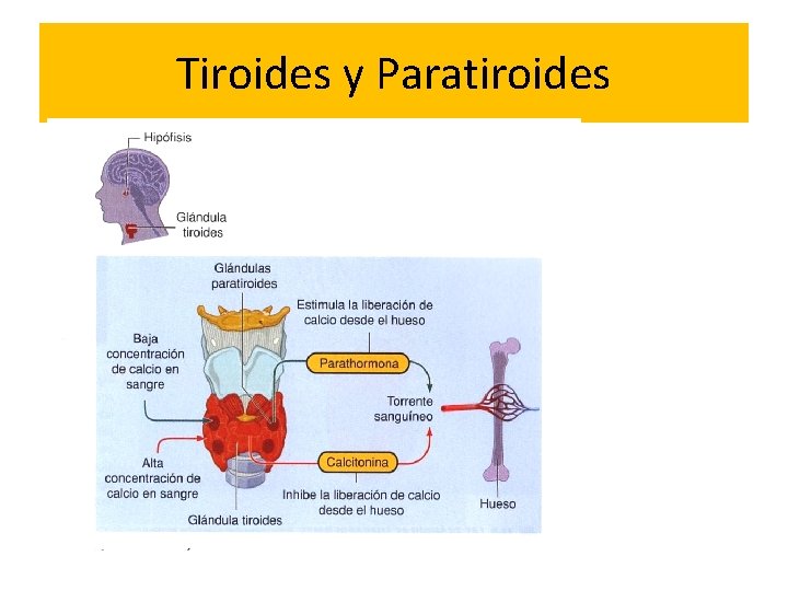 Tiroides y Paratiroides 