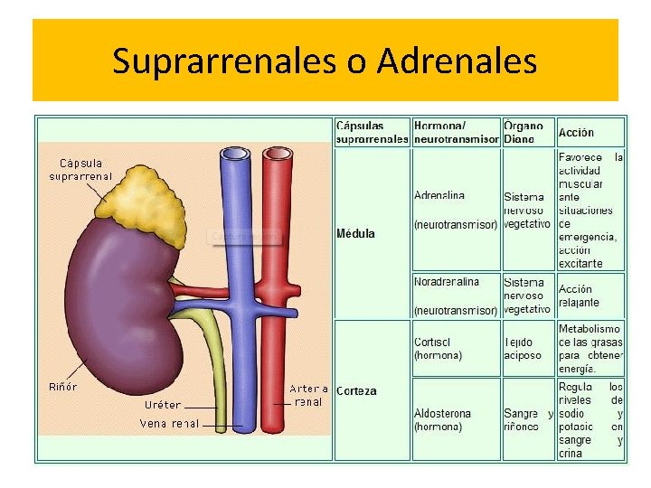 Suprarrenales o Adrenales 