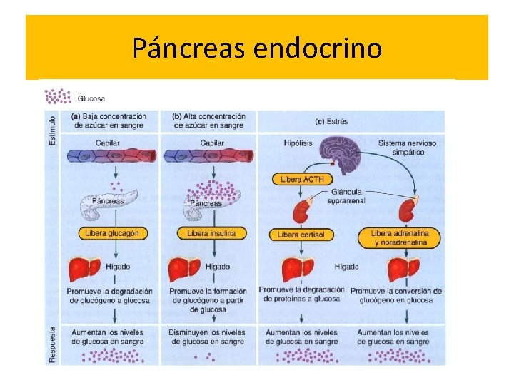 Páncreas endocrino 