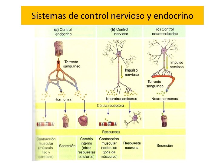 Sistemas de control nervioso y endocrino 