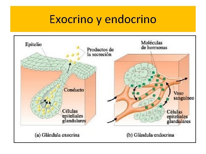 Exocrino y endocrino 