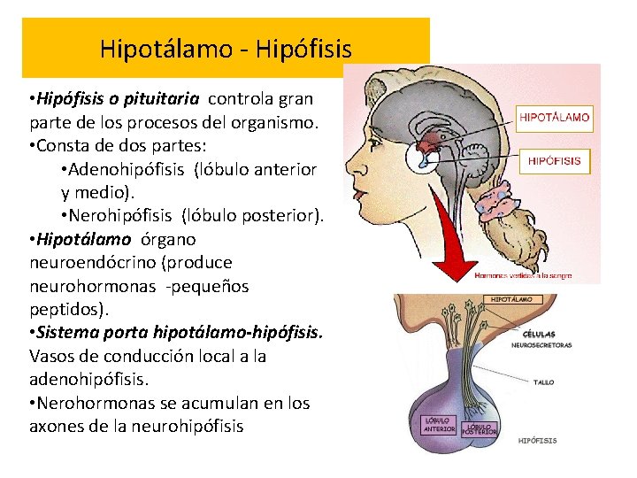 Hipotálamo - Hipófisis • Hipófisis o pituitaria controla gran parte de los procesos del
