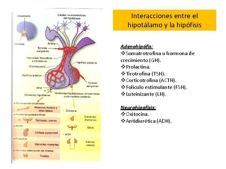 Interacciones entre el hipotálamo y la hipófisis Adenohipófis: v. Somatrotrofina u hormona de crecimiento