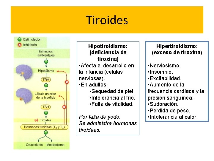 Tiroides Hipotiroidismo: (deficiencia de tiroxina) • Afecta el desarrollo en la infancia (células nerviosas).