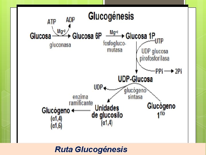 Ruta Glucogénesis 