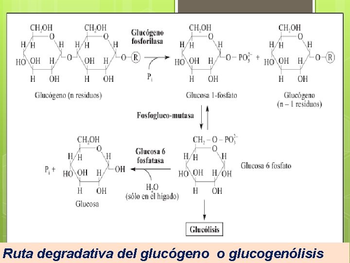 Ruta degradativa del glucógeno o glucogenólisis 