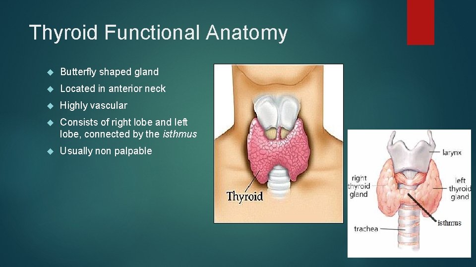 Thyroid Functional Anatomy Butterfly shaped gland Located in anterior neck Highly vascular Consists of