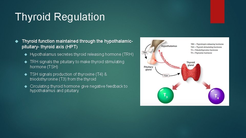 Thyroid Regulation Thyroid function maintained through the hypothalamicpituitary- thyroid axis (HPT) Hypothalamus secretes thyroid