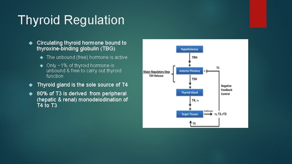 Thyroid Regulation Circulating thyroid hormone bound to thyroxine-binding globulin (TBG) The unbound (free) hormone