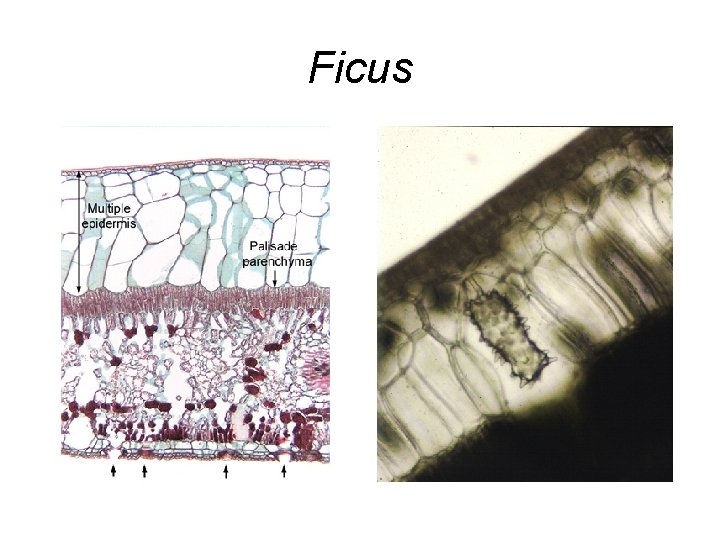 Ficus 