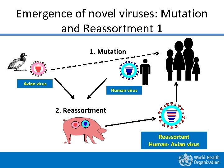Emergence of novel viruses: Mutation and Reassortment 1 1. Mutation Avian virus Human virus