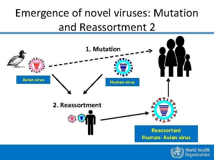 Emergence of novel viruses: Mutation and Reassortment 2 1. Mutation Avian virus Human virus