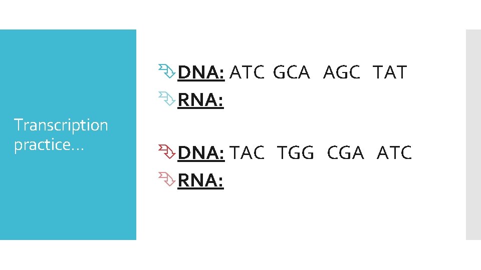  DNA: ATC GCA AGC TAT RNA: Transcription practice… DNA: TAC TGG CGA ATC