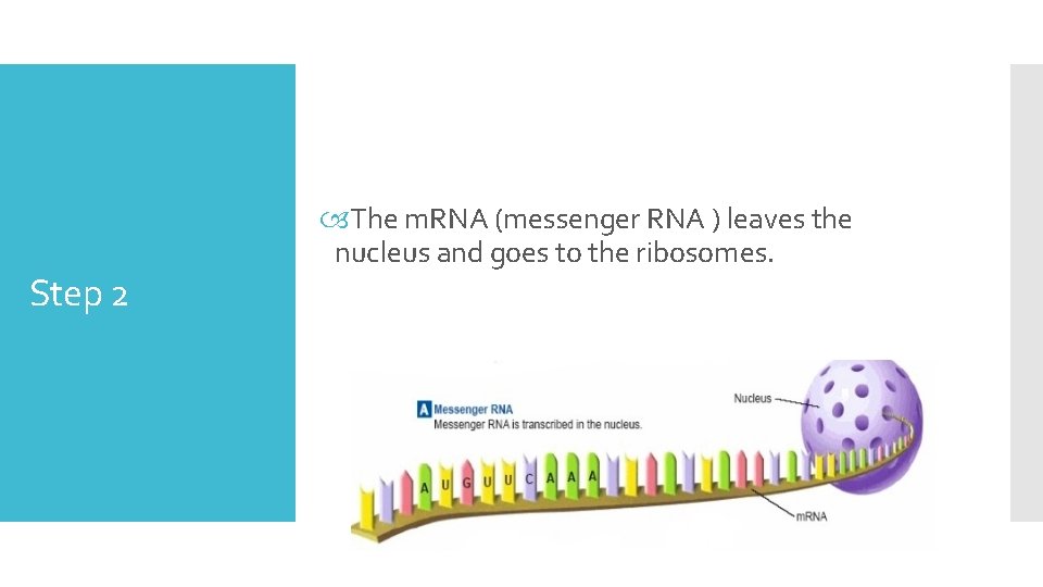 Step 2 The m. RNA (messenger RNA ) leaves the nucleus and goes to