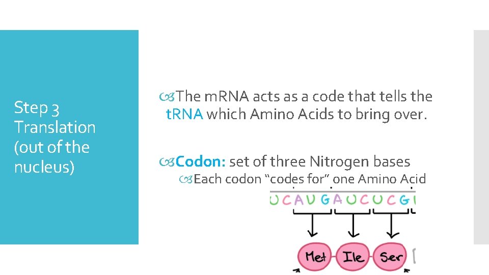 Step 3 Translation (out of the nucleus) The m. RNA acts as a code