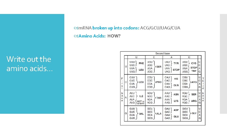  m. RNA broken up into codons: ACG/GCU/UAG/CUA Amino Acids: HOW? Write out the