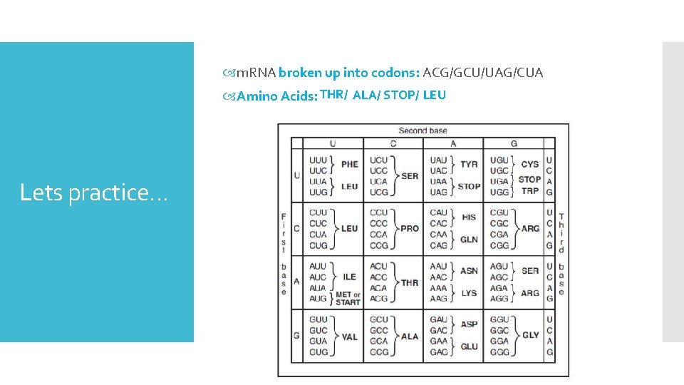  m. RNA broken up into codons: ACG/GCU/UAG/CUA Amino Acids: THR/ ALA/ STOP/ LEU