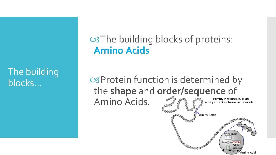  The building blocks of proteins: Amino Acids The building blocks… Protein function is