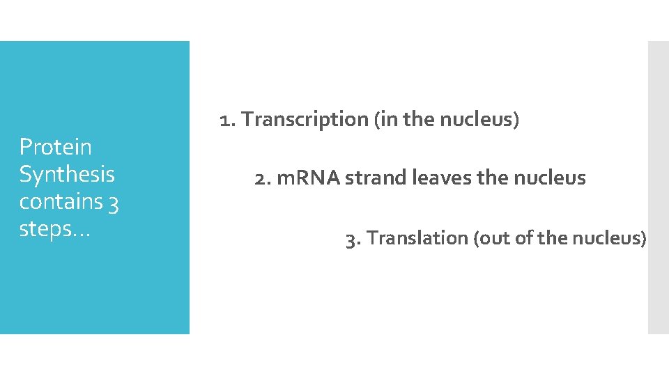 Protein Synthesis contains 3 steps… 1. Transcription (in the nucleus) 2. m. RNA strand
