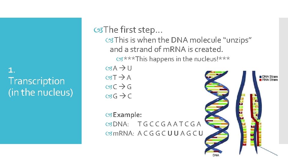  The first step… This is when the DNA molecule “unzips” and a strand