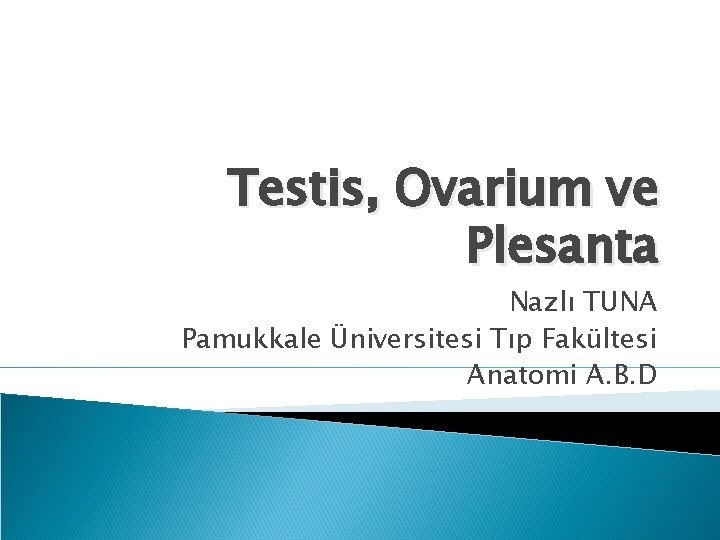 Testis, Ovarium ve Plesanta Nazlı TUNA Pamukkale Üniversitesi Tıp Fakültesi Anatomi A. B. D Testis, Ovarium ve Plesanta Nazlı TUNA Pamukkale Üniversitesi Tıp Fakültesi Anatomi A. B. D