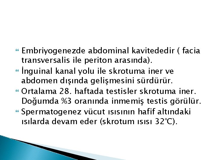 Embriyogenezde abdominal kavitededir ( facia transversalis ile periton arasında). İnguinal kanal yolu ile Embriyogenezde abdominal kavitededir ( facia transversalis ile periton arasında). İnguinal kanal yolu ile