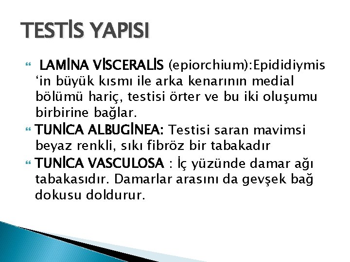 TESTİS YAPISI LAMİNA VİSCERALİS (epiorchium): Epididiymis ‘in büyük kısmı ile arka kenarının medial bölümü TESTİS YAPISI LAMİNA VİSCERALİS (epiorchium): Epididiymis ‘in büyük kısmı ile arka kenarının medial bölümü