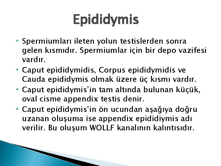 Epididymis Spermiumları ileten yolun testislerden sonra gelen kısmıdır. Spermiumlar için bir depo vazifesi vardır. Epididymis Spermiumları ileten yolun testislerden sonra gelen kısmıdır. Spermiumlar için bir depo vazifesi vardır.